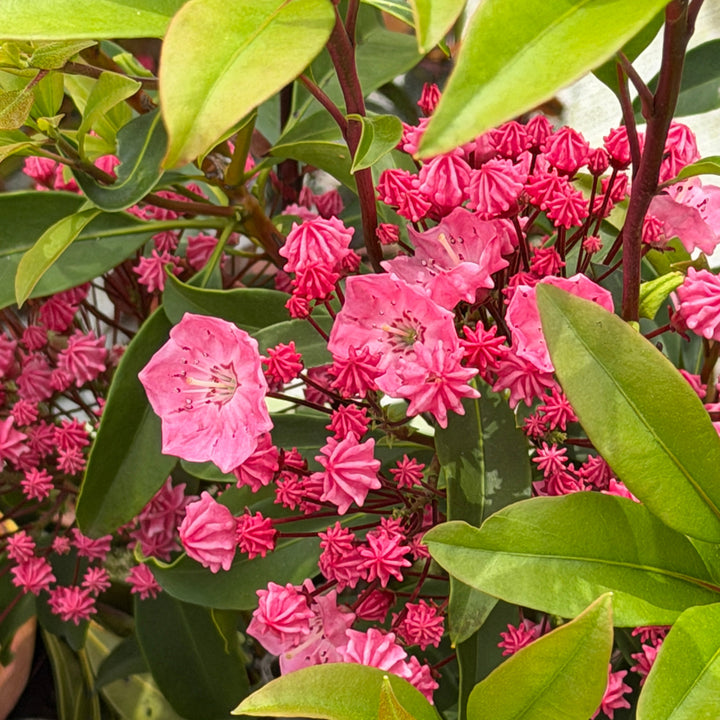 Pink Charm Mountain Laurel |Spotswood Greenery