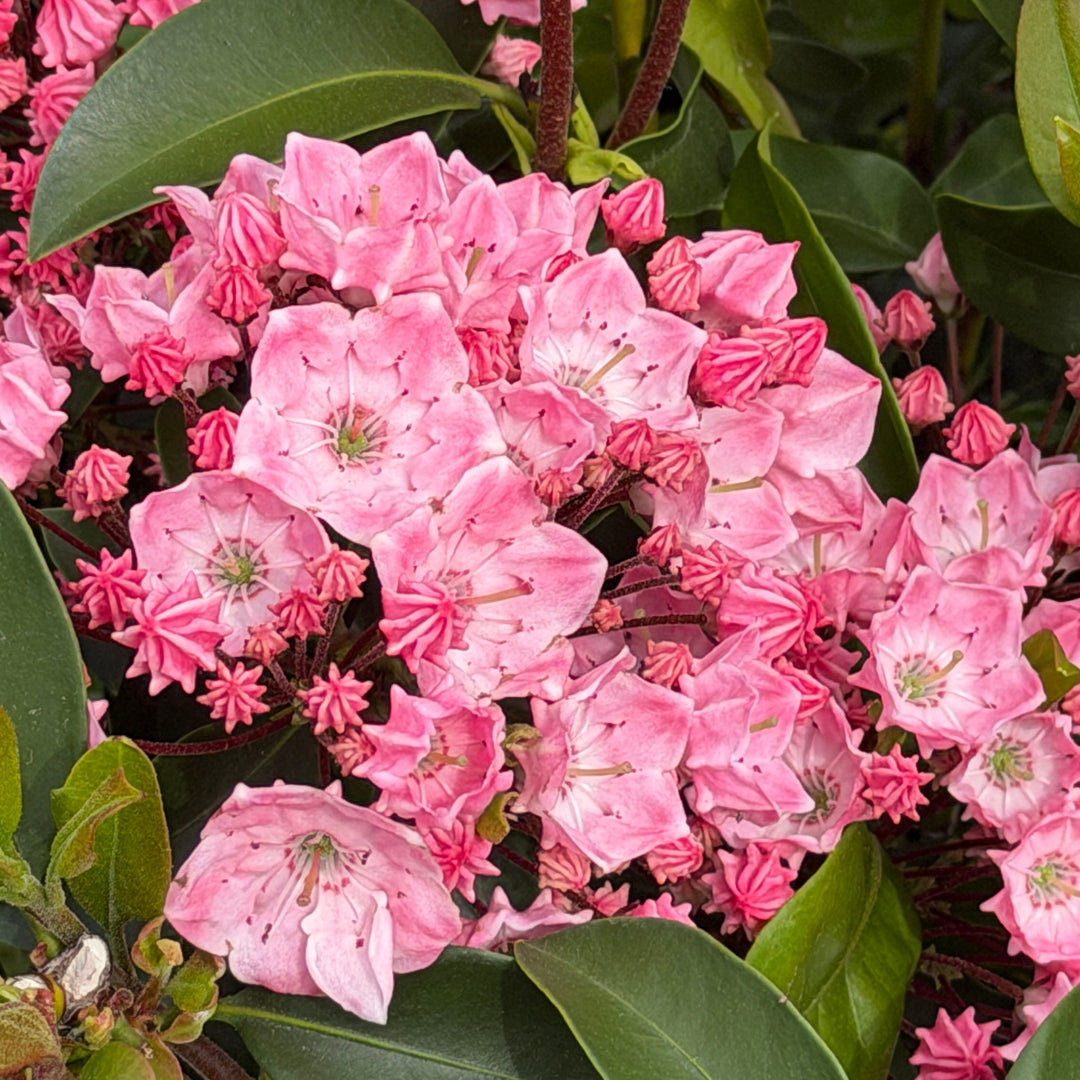 Pink Globe Mountain Laurel |Spotswood