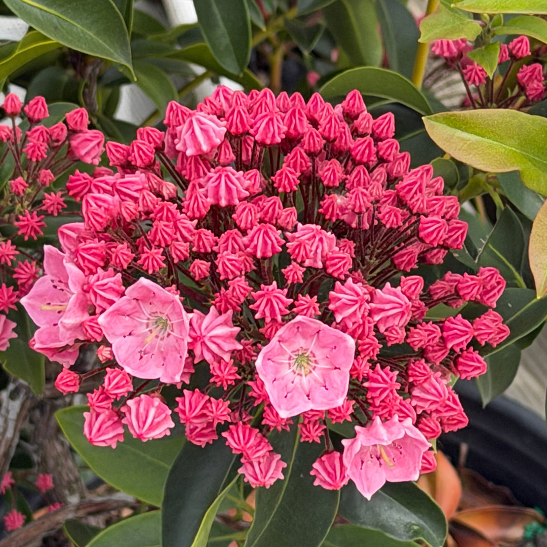 Pink Globe Mountain Laurel |Spotswood