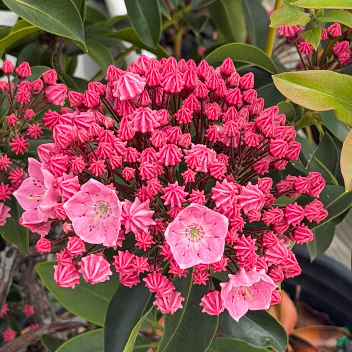 Pink Globe Mountain Laurel |Spotswood