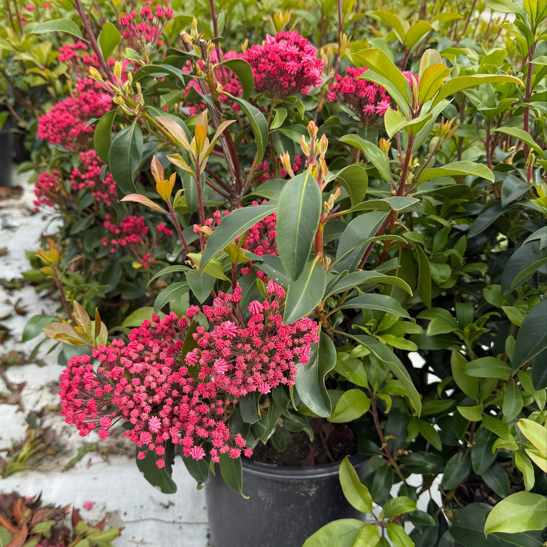 Pink Globe Mountain Laurel |Spotswood