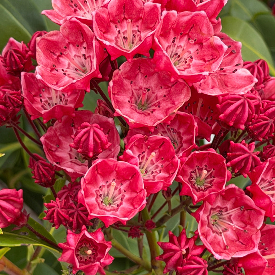 Raspberry Glow Mountain Laurel |Spotswood Greenery