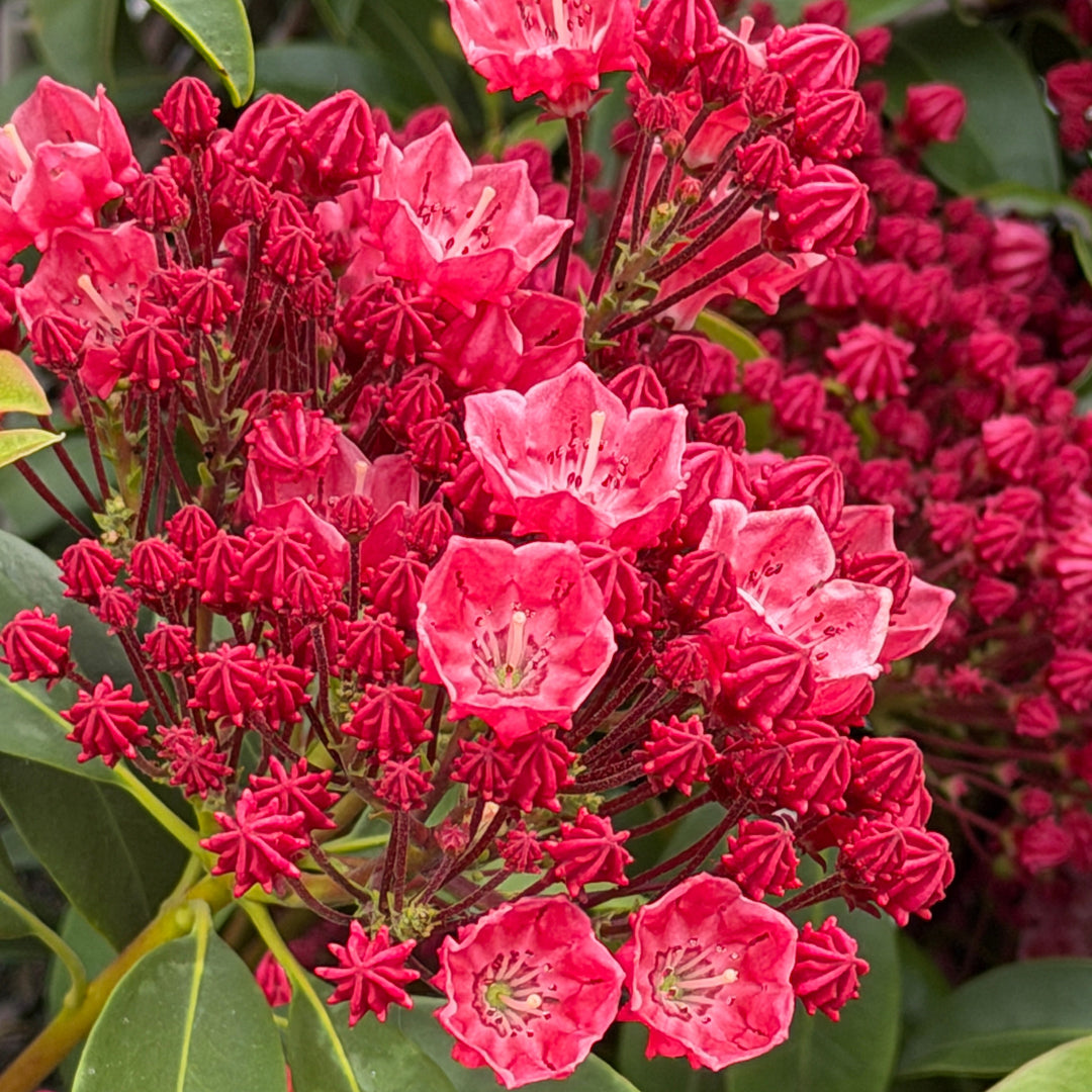 Raspberry Glow Mountain Laurel |Spotswood Greenery
