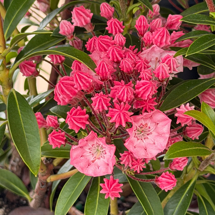 Tiddlywinks Mountain Laurel |Spotswood Greenery