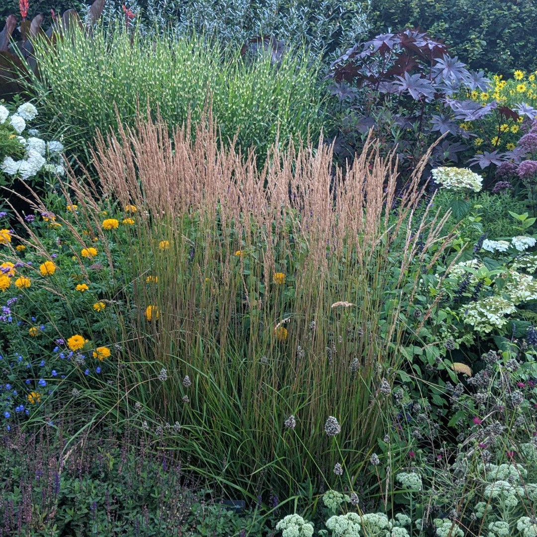 Karl Foerster Feather Reed Grass |Prides Corner Farms