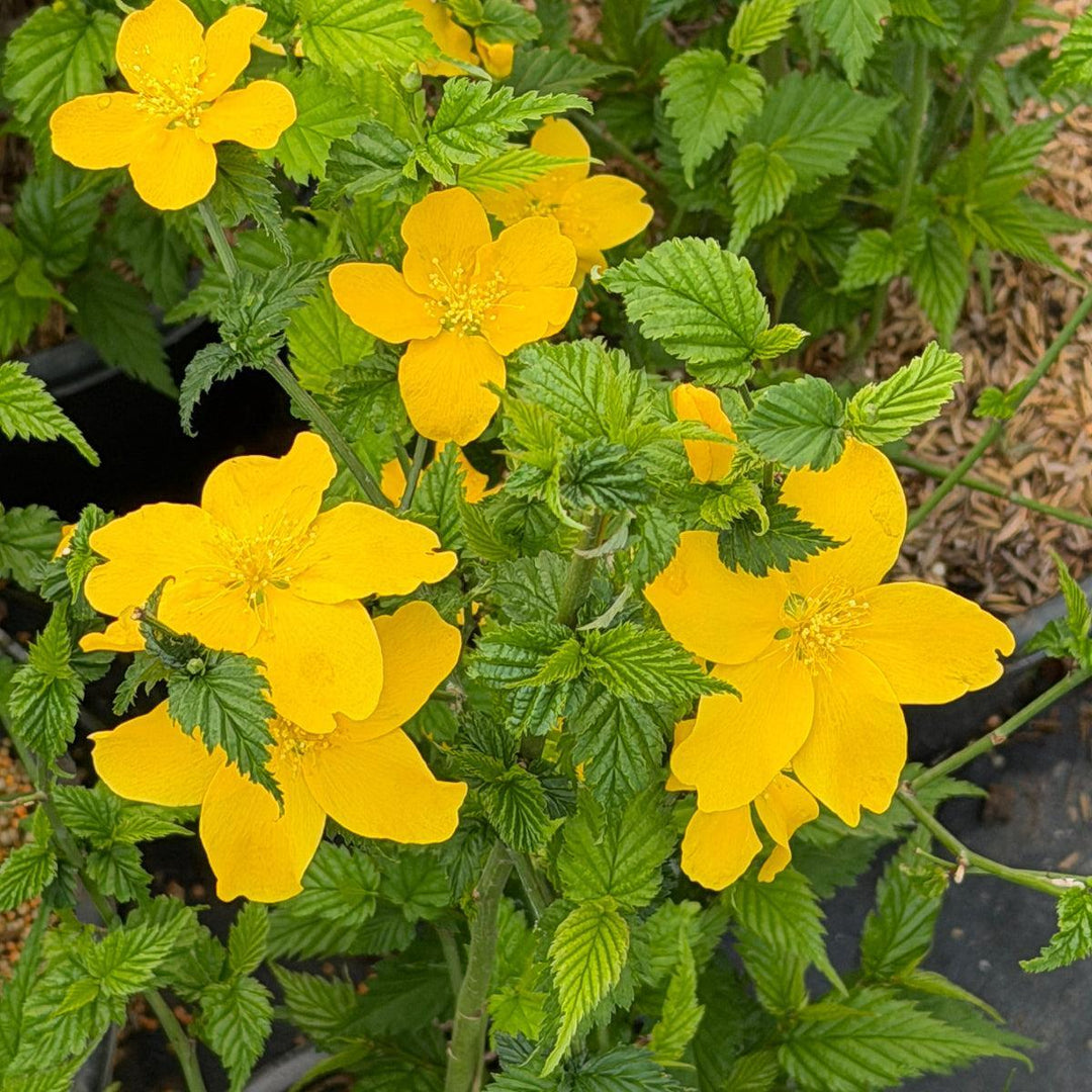 Kerria Golden Guinea |Spotswood Greenery