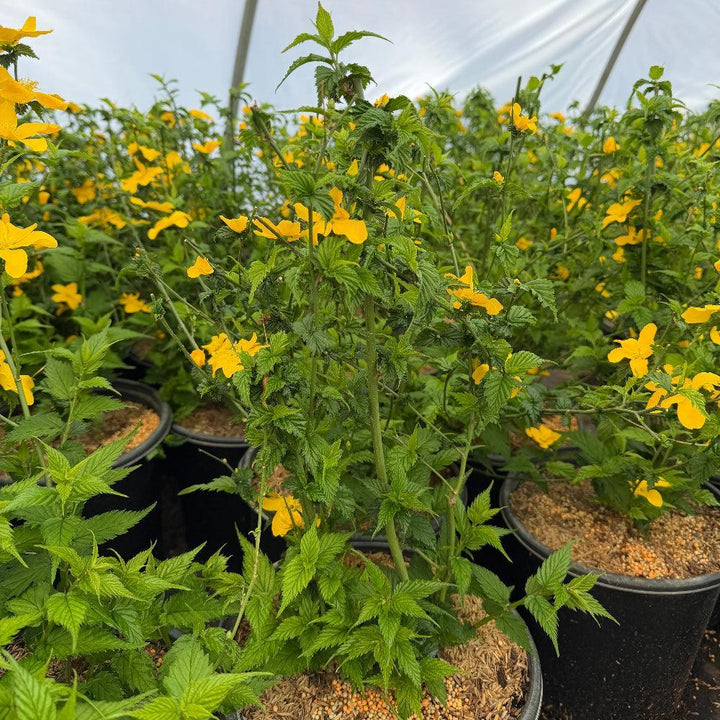Kerria Golden Guinea |Spotswood Greenery