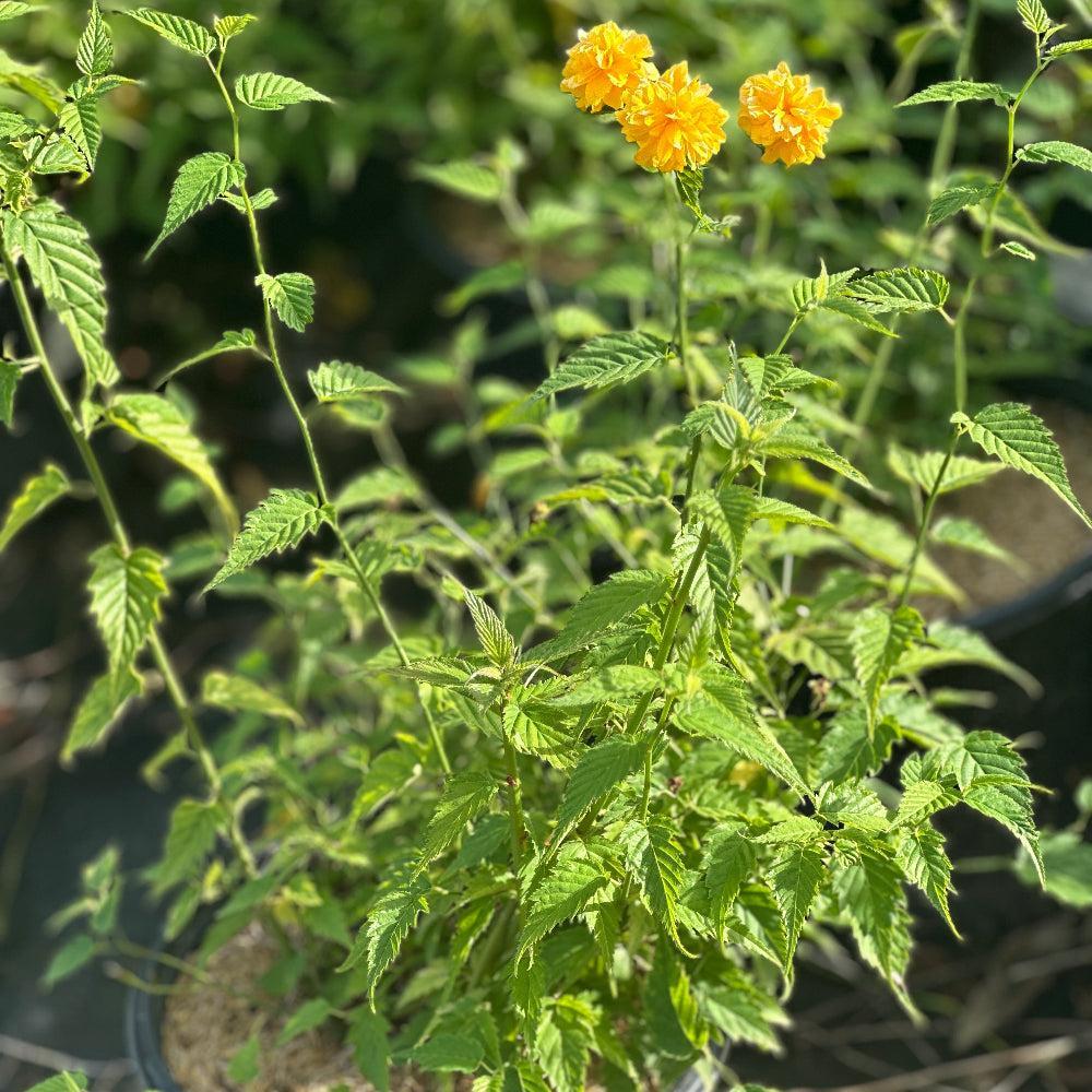 Kerria japonica |Spotswood Greenery