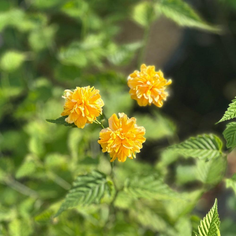 Kerria japonica |Spotswood Greenery