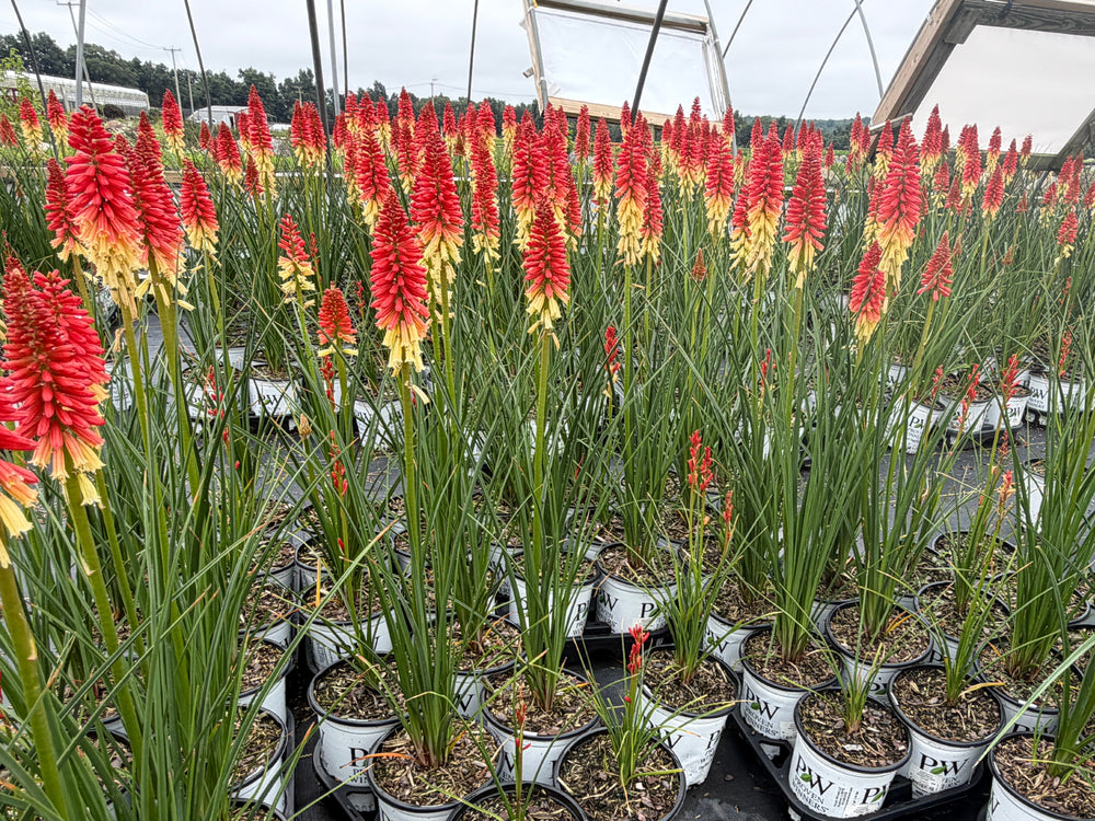 Rockets Red Glare Red Hot Poker |Spotswood Greenery