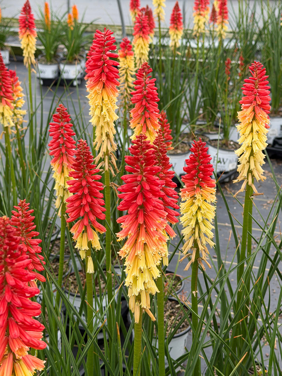 Rockets Red Glare Red Hot Poker |Spotswood Greenery