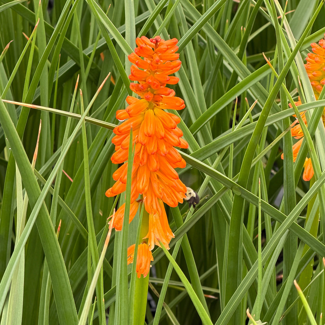 orange red hot poker flower with bee |Spotswood Greenery