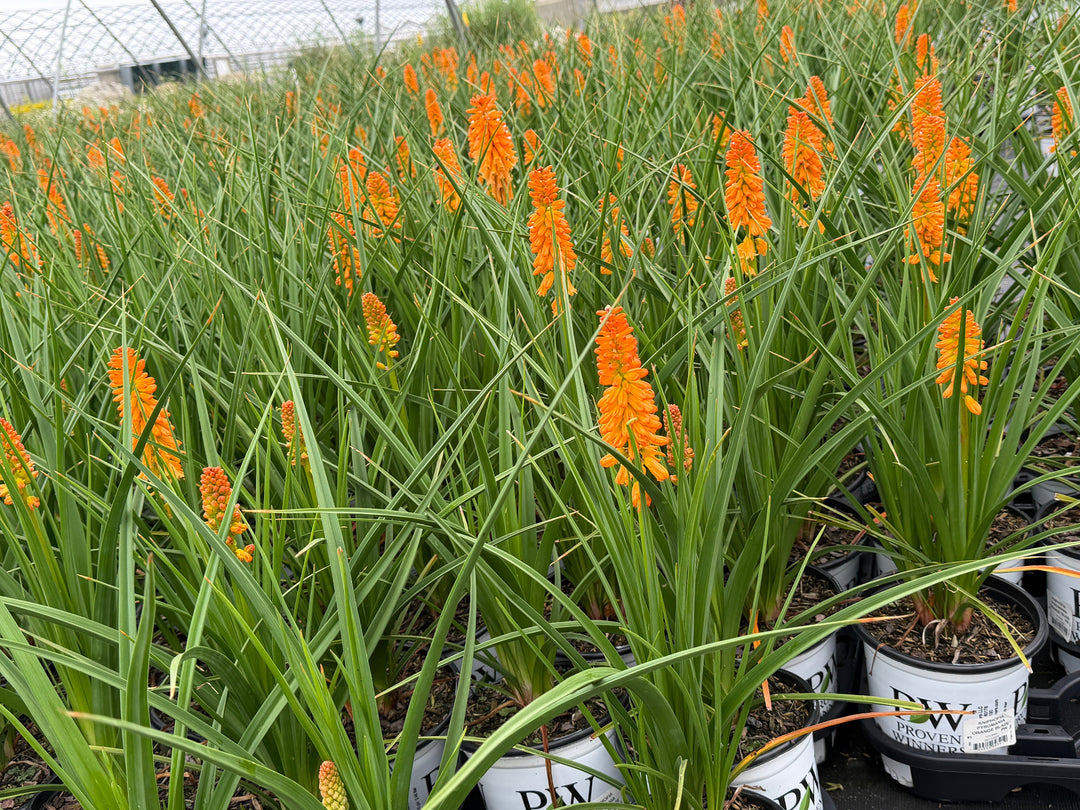 crop of orange poker plants in bloom |Spotswood Greenery