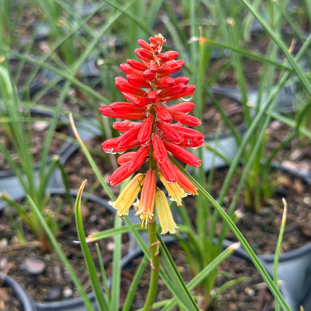 Rockets Red Glare Red Hot Poker