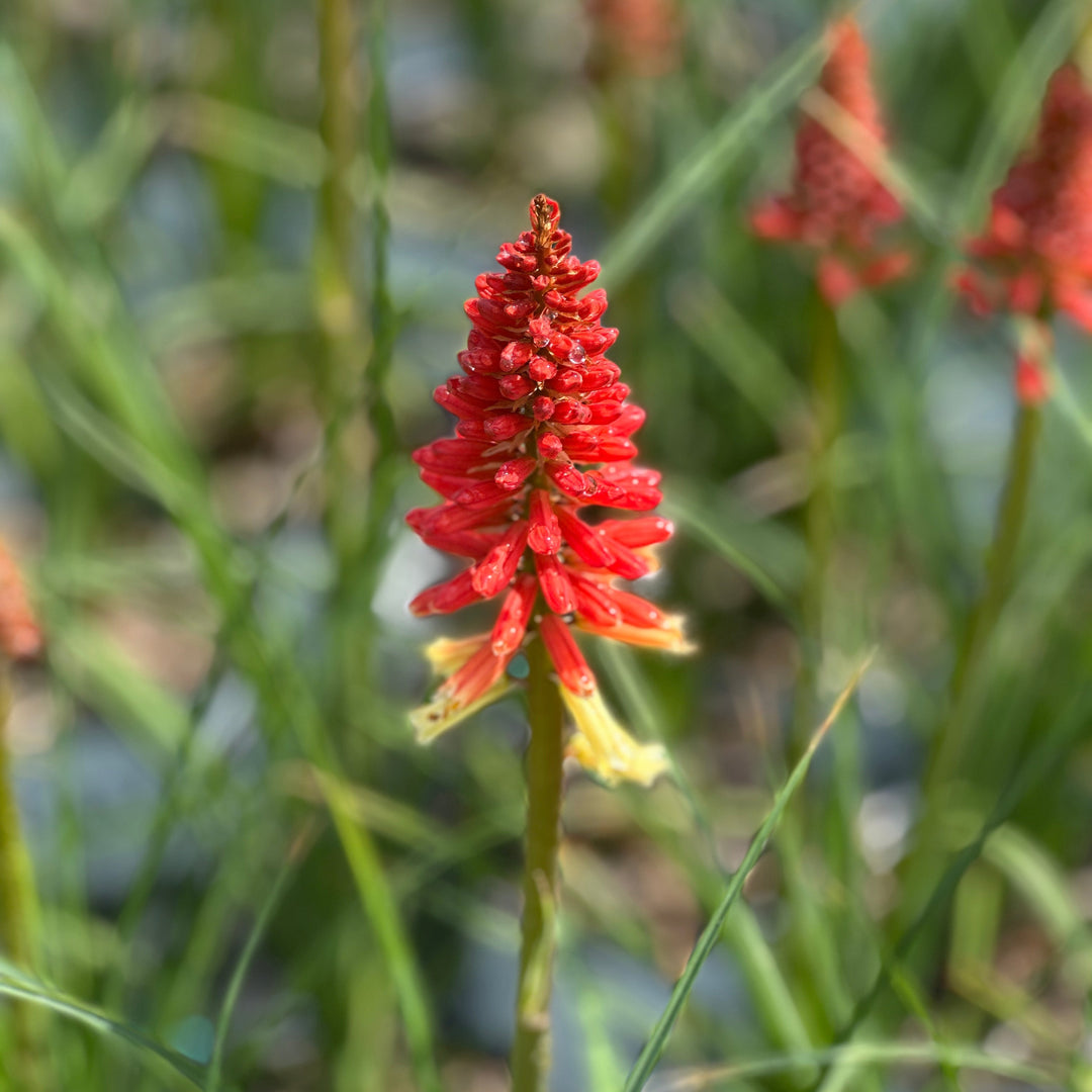 Rockets Red Glare Red Hot Poker