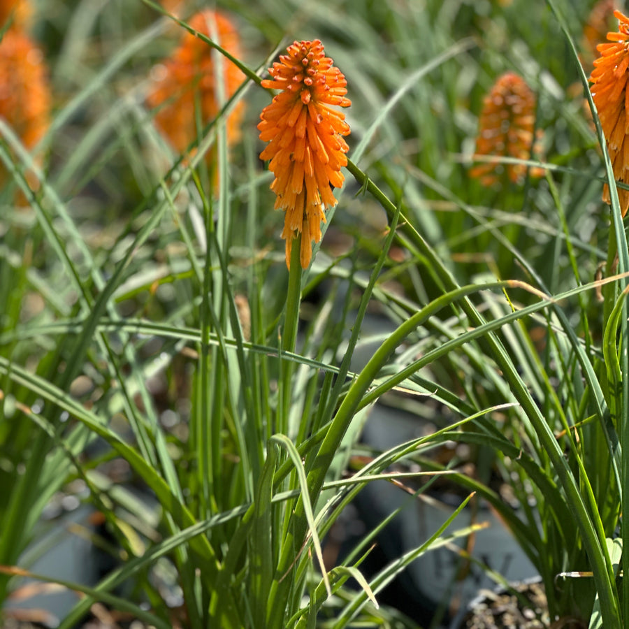 Orange Blaze Red Hot Poker