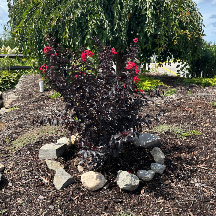 Center Stage® Red Crapemyrtle