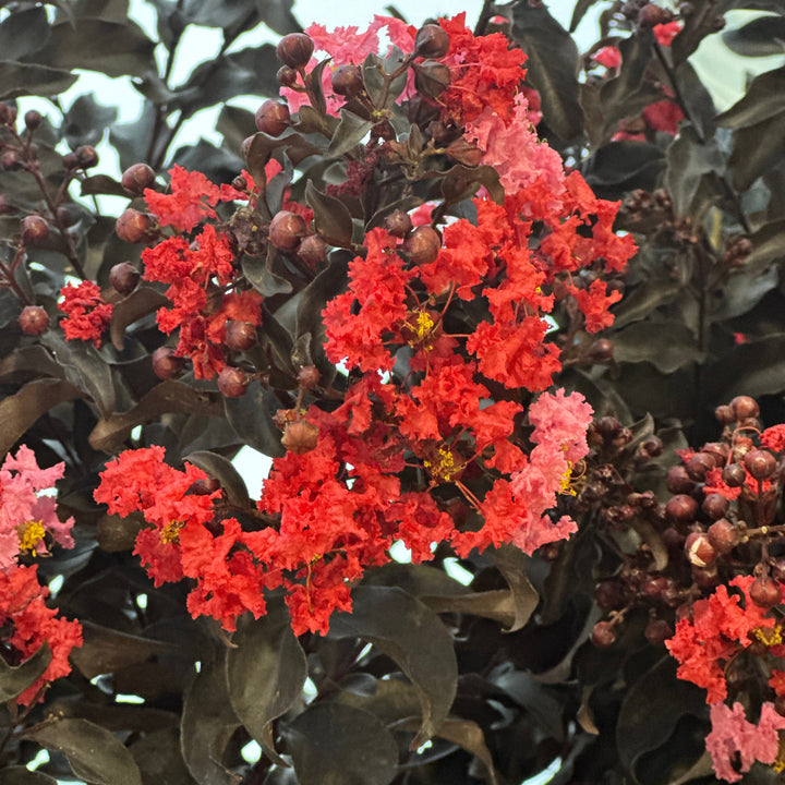Center Stage® Red Crapemyrtle