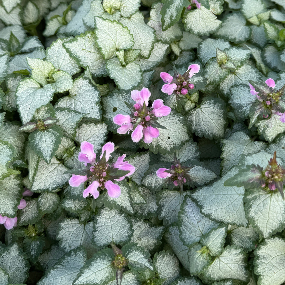 Pink Pewter Spotted Deadnettle