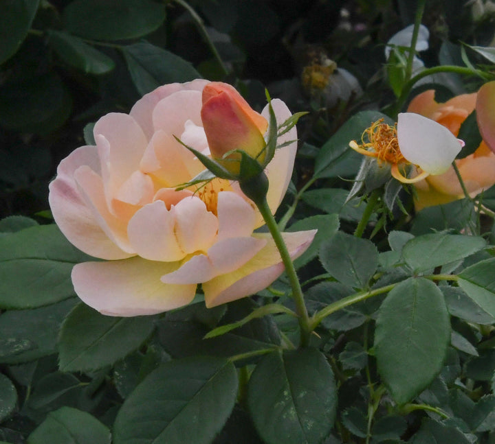 David Austin® The Lark Ascending® English Rose