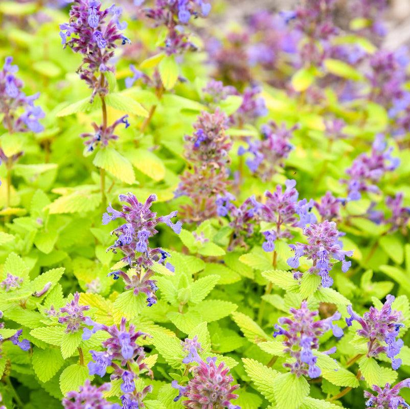 Lemon Purrfection Catmint- | Proven Winners®