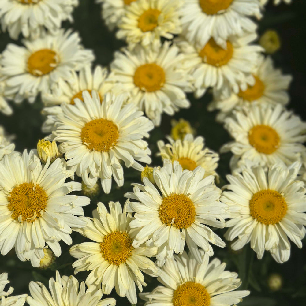 Banana Cream II Shasta Daisy