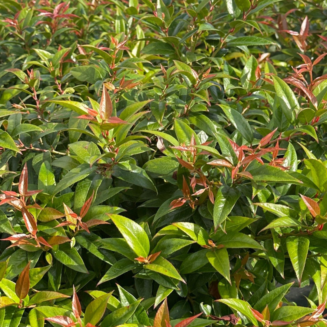 Coast Leucothoe