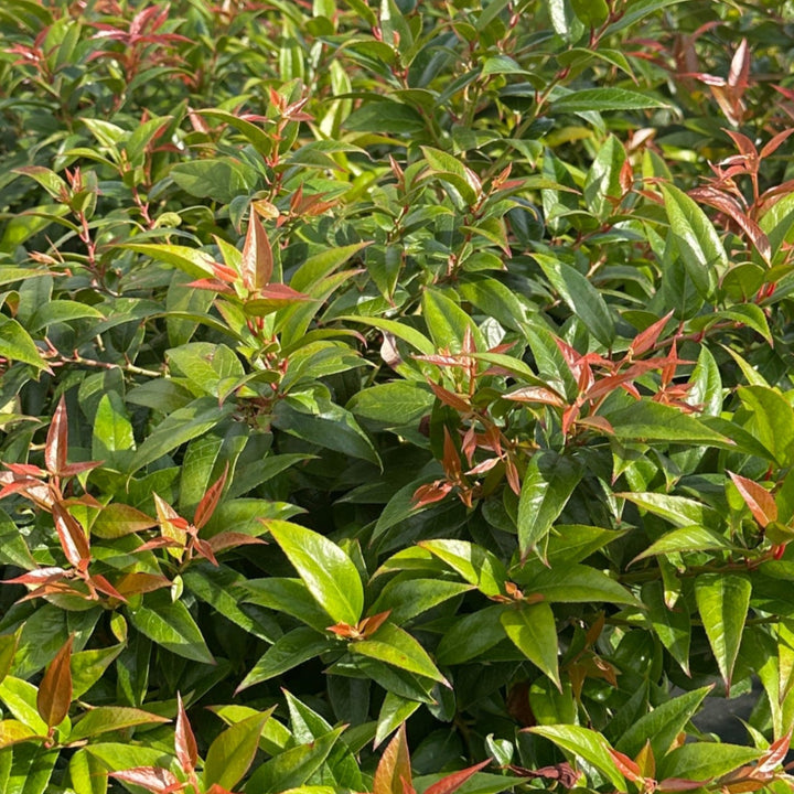 Coast Leucothoe