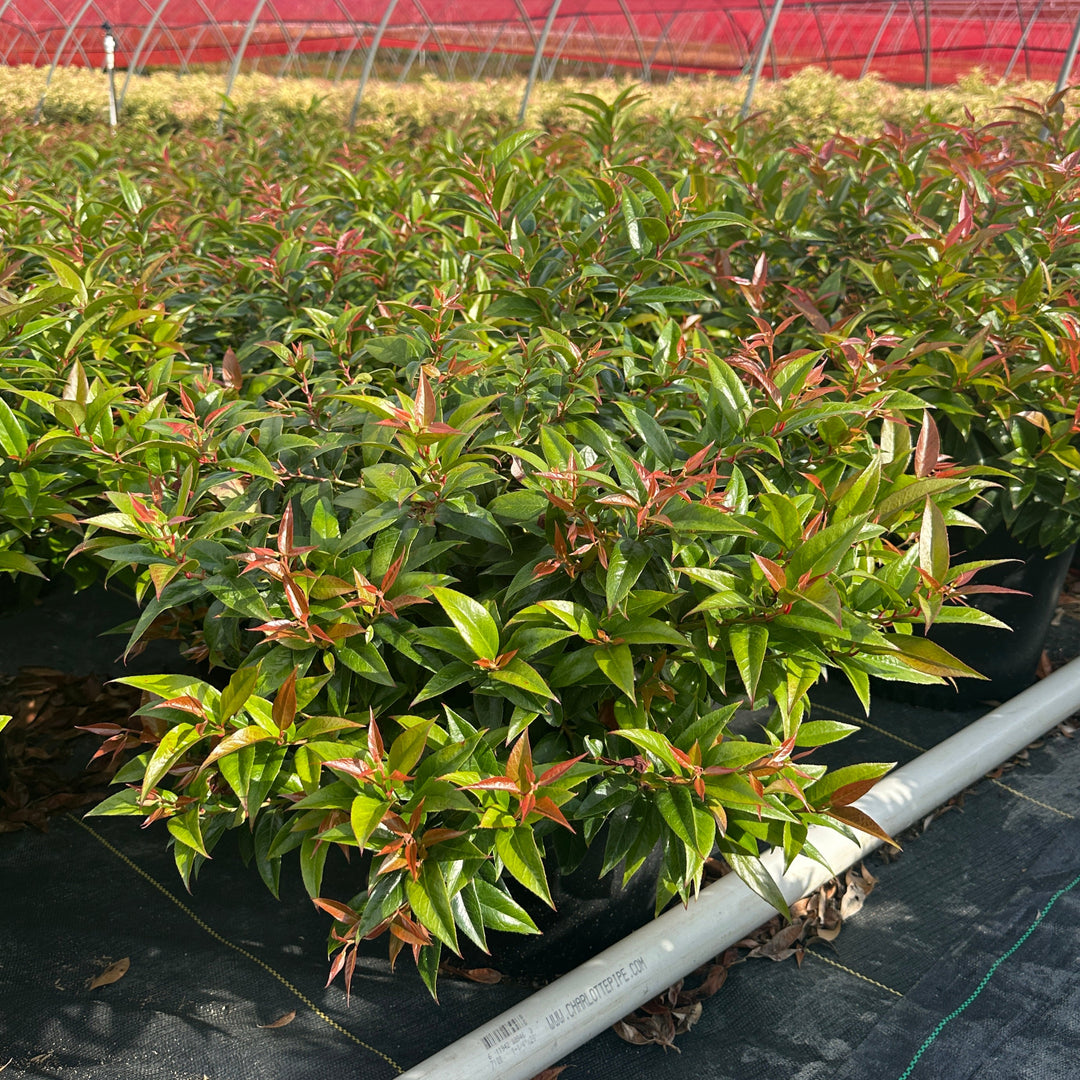Coast Leucothoe