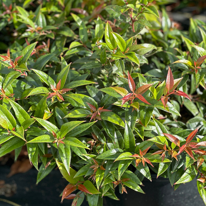 Coast Leucothoe