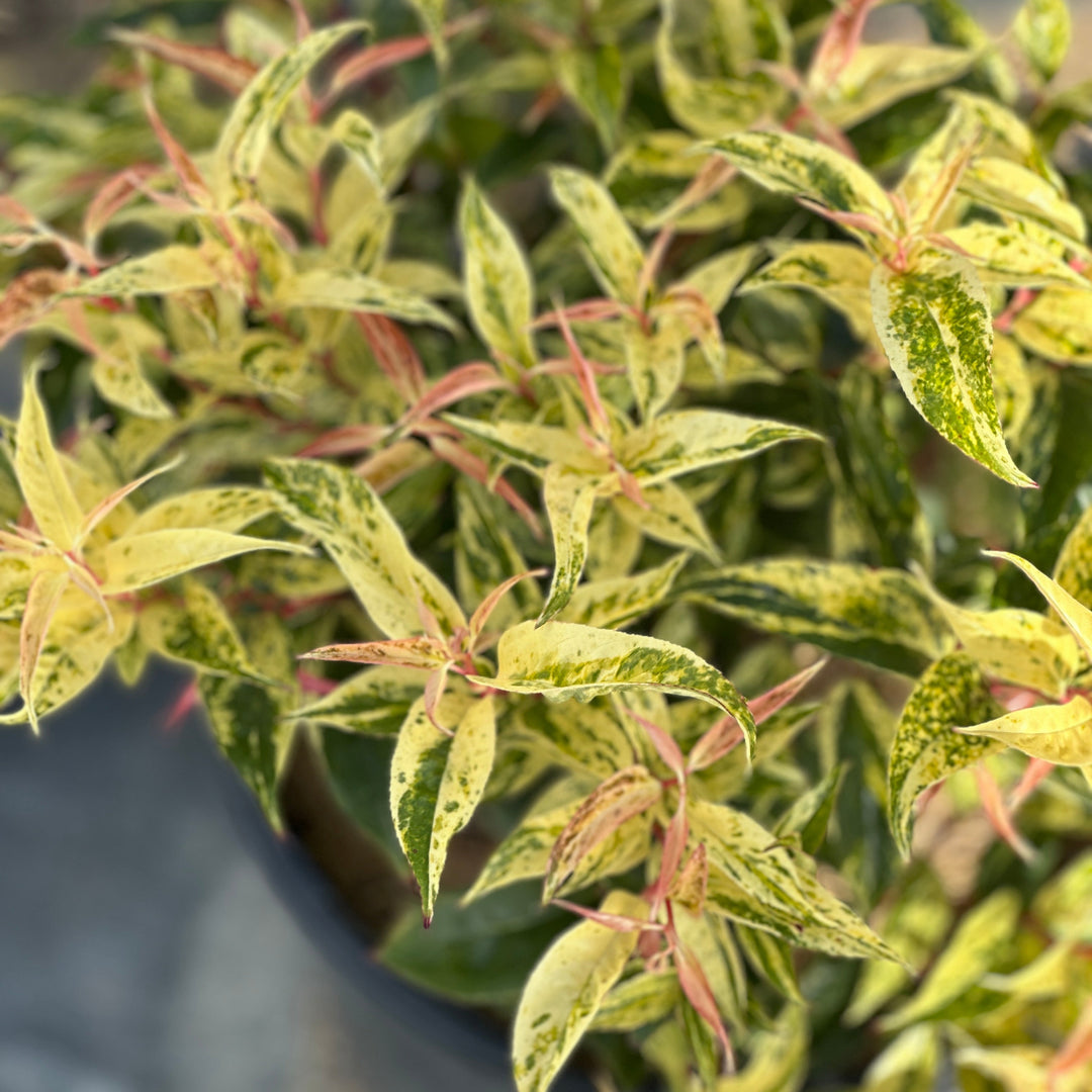 Rainbow Leucothoe