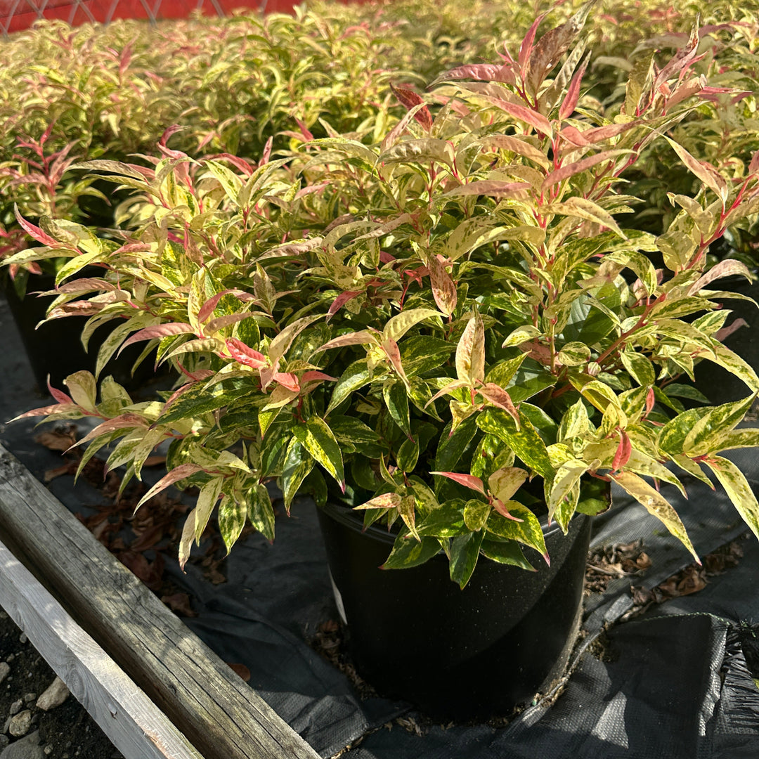 Rainbow Leucothoe