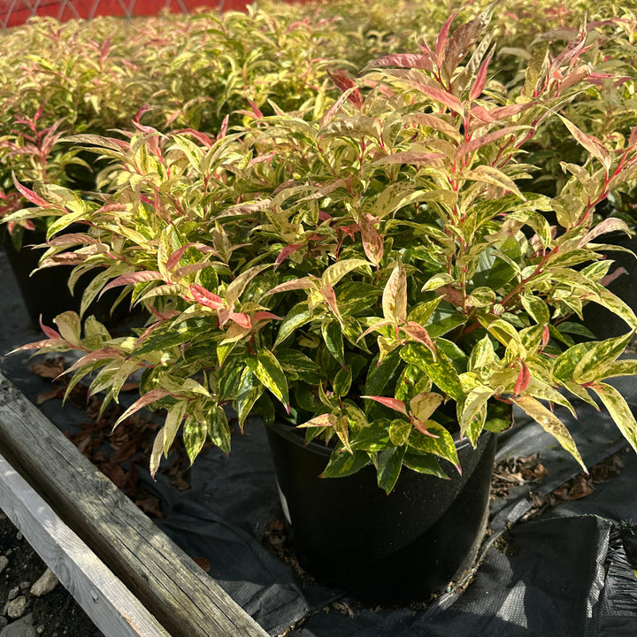 Rainbow Leucothoe