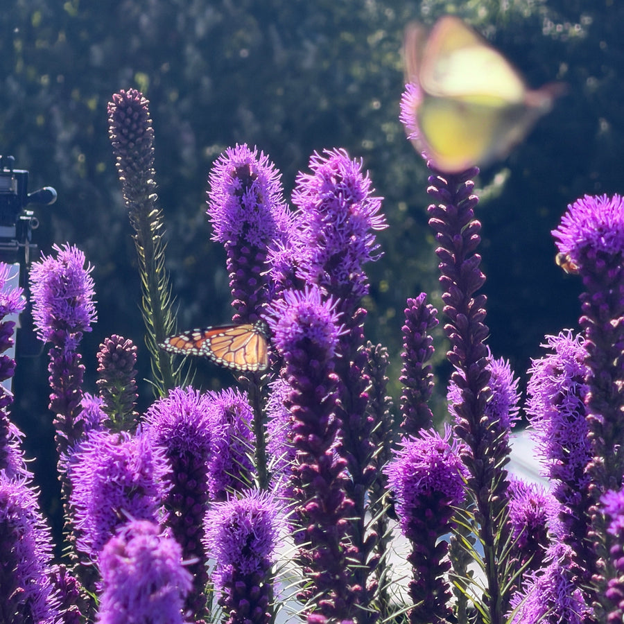 blue liatris flower with butterflies |Spotswood Greenery