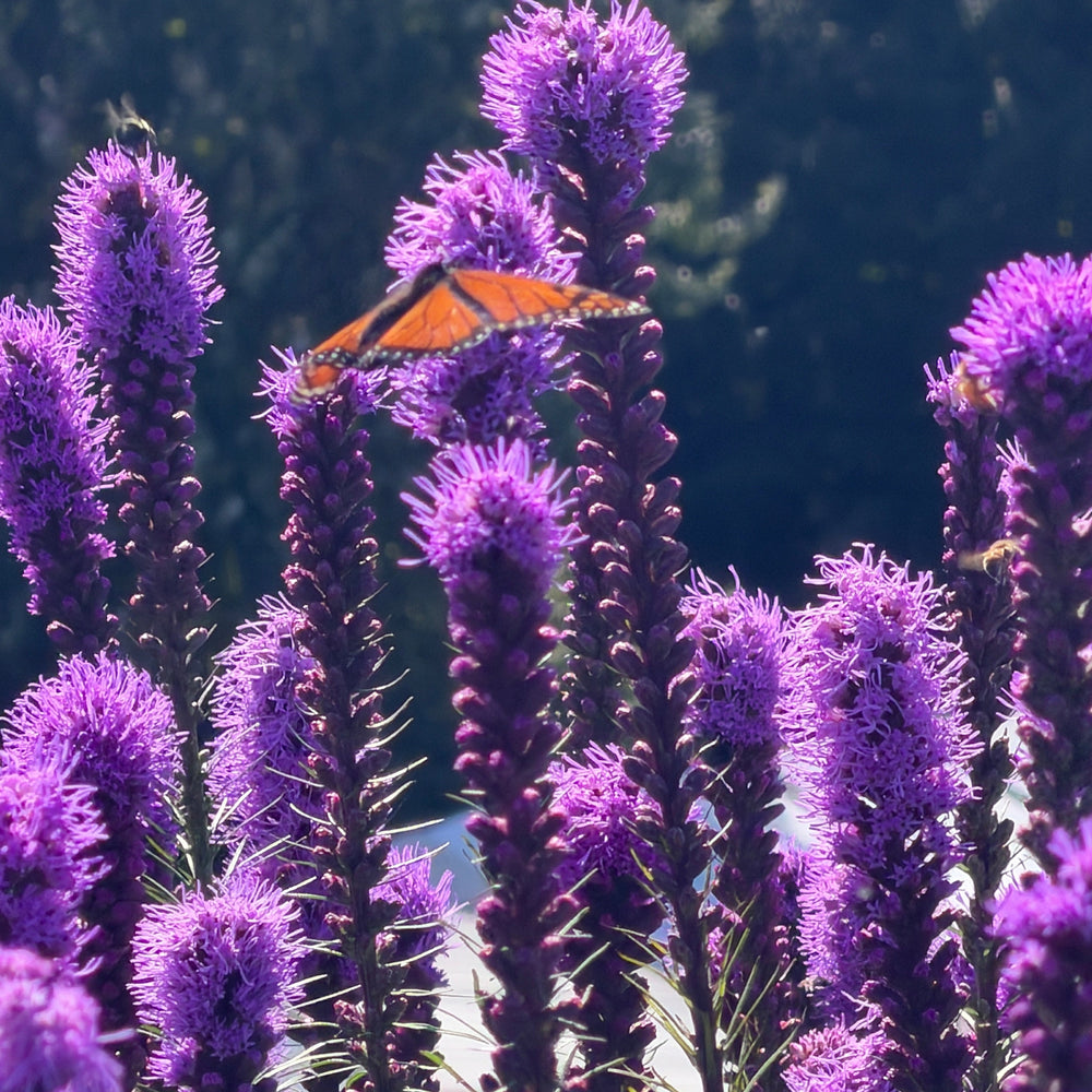 A monarch butterfly rests on tall purple flower spikes in a sunlit garden, with a dark, blurred natural background. |Spotswood Greenery