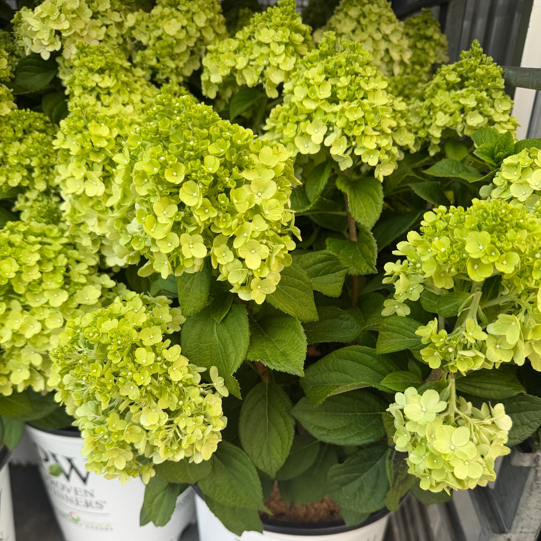 Little Lim ePunch ydrangea |Spotswood Greenery