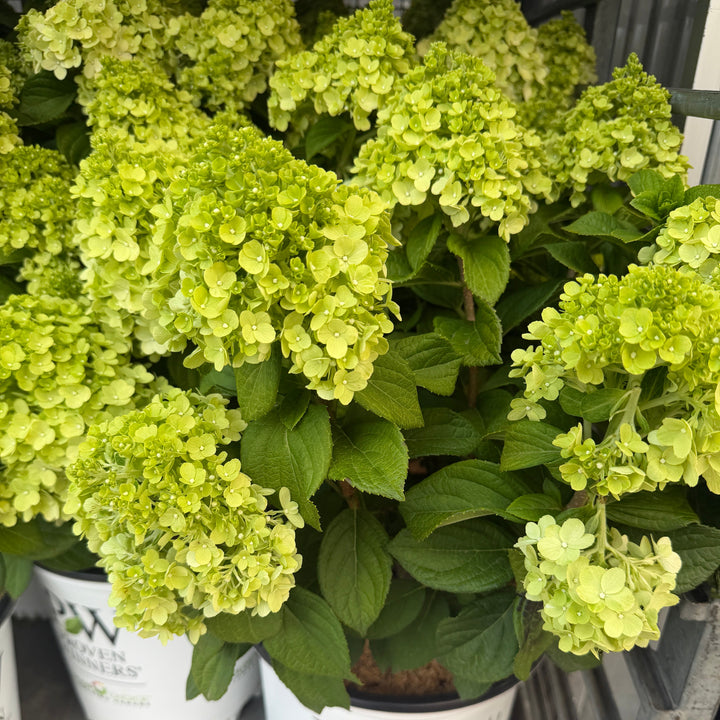 Little Lim ePunch ydrangea |Spotswood Greenery