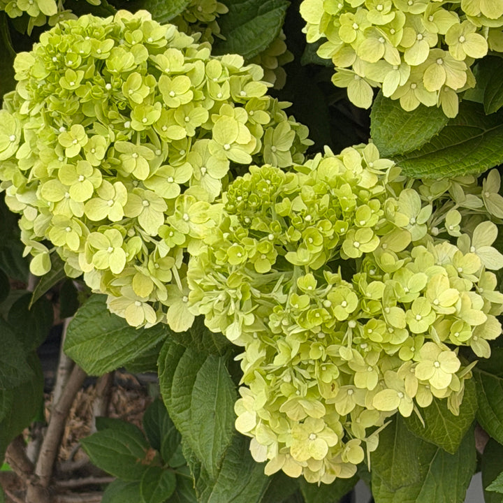 ruby slippers hydrangea |Spotswood Greenery