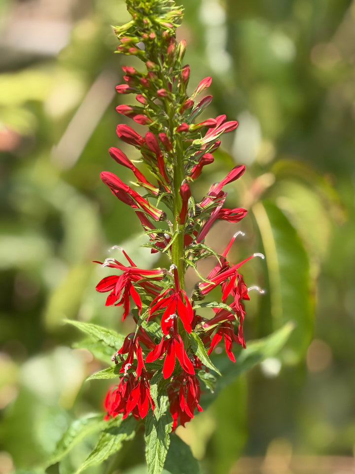 Lobelia cardinal flower in bloom |Spotswood Greenery