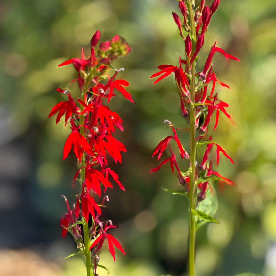Lobelia cardinal flower in bloom |Spotswood Greenery