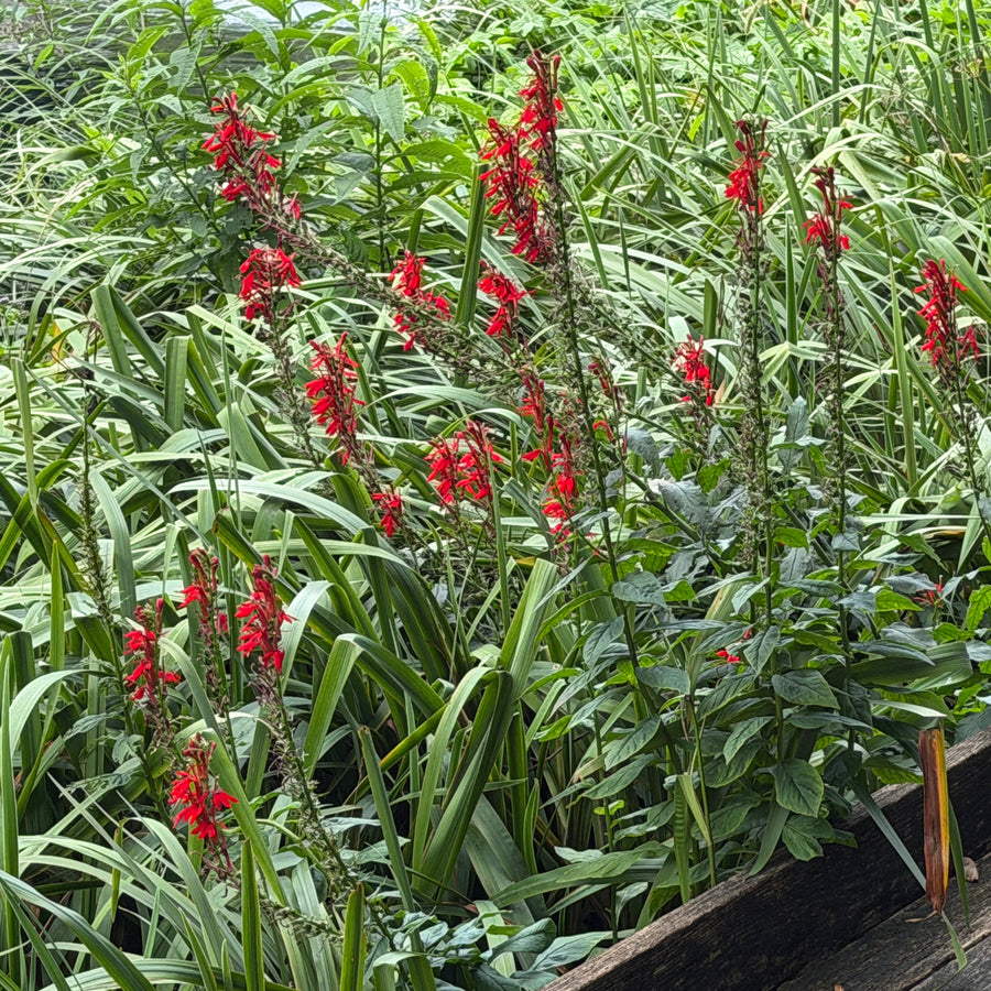 Lobelia cardinal flower in bloom |Spotswood Greenery