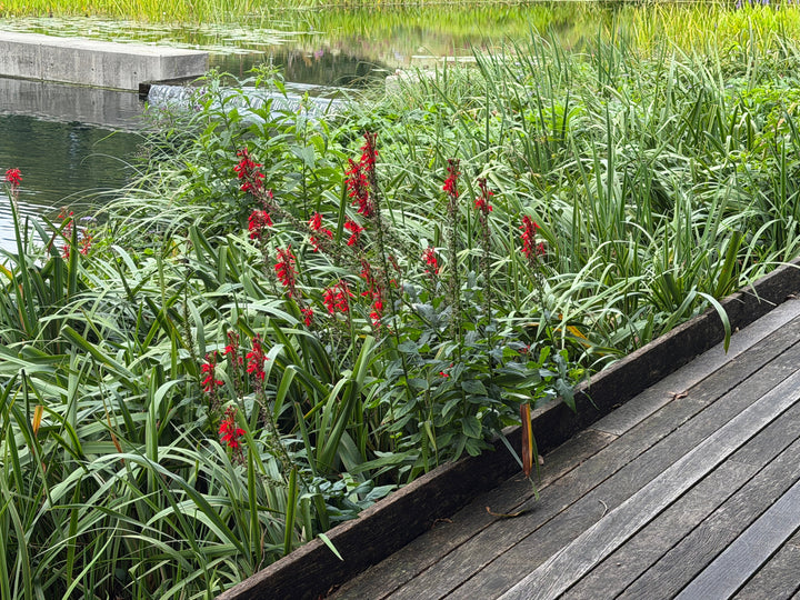 Lobelia cardinal flower in bloom |Spotswood Greenery