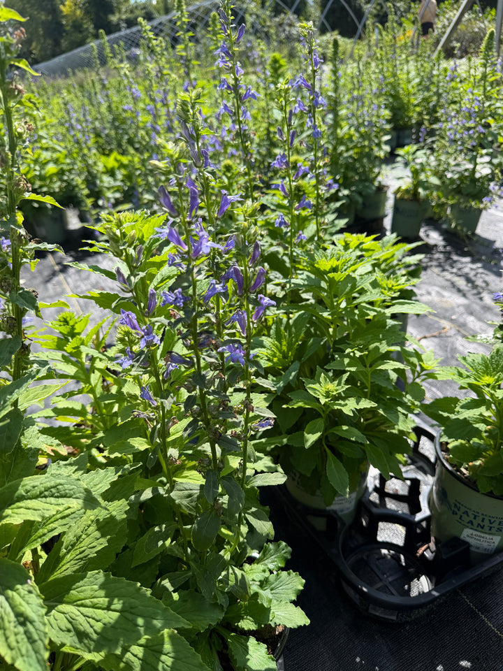Blue Cardinal flower in bloom |Spotswood Greenery
