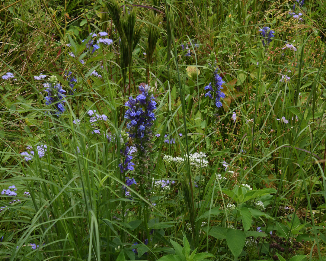 Blue Cardinal flower in bloom |Spotswood Greenery
