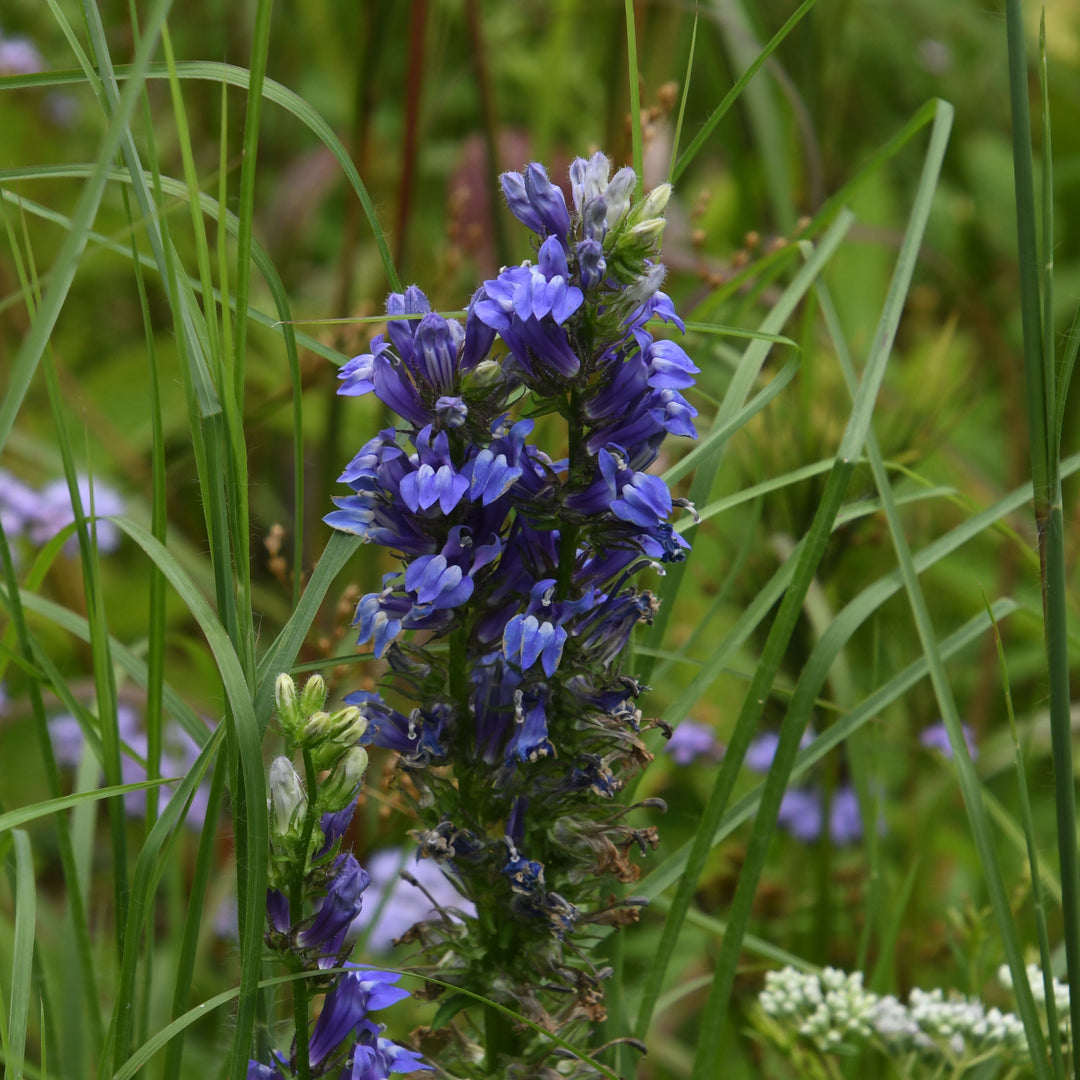 Blue Cardinal flower in bloom |Spotswood Greenery