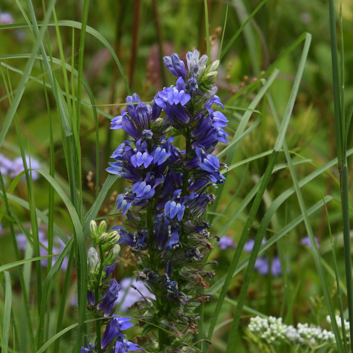 Blue Cardinal flower in bloom |Spotswood Greenery