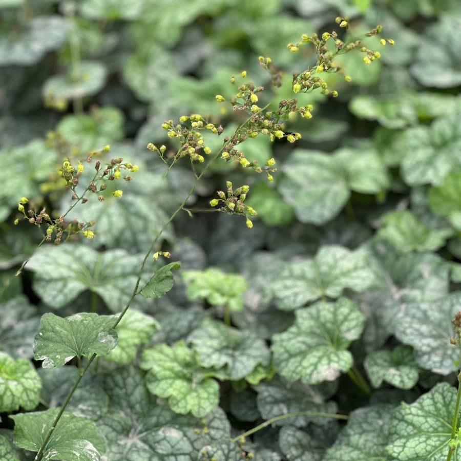 Longflower Alumroot |Spotswood Greenery
