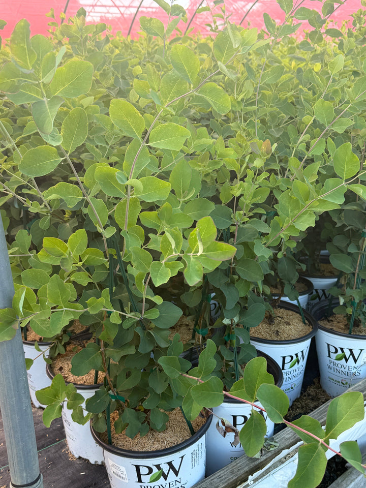 Kintzley's Ghost honeysuckle in nursery pot |Spotswood Greenery