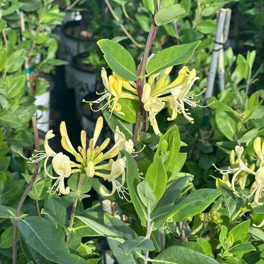 Scentsation Honeysuckle