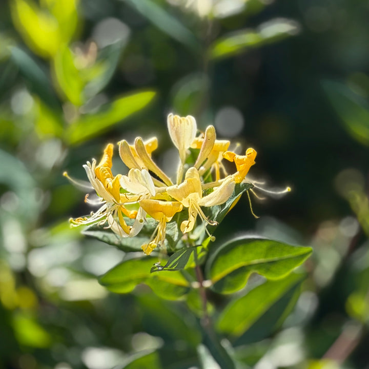 Scentsation Honeysuckle